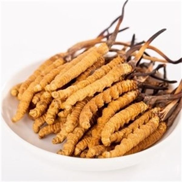 冬蟲夏草能和西洋參一起吃嗎？