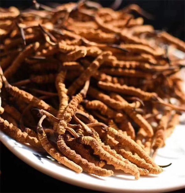 冬蟲(chóng)夏草和什么一起吃效果好？冬蟲(chóng)夏草的4種搭配食材