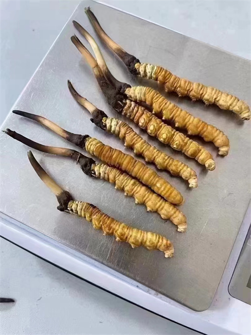 冬蟲(chóng)夏草煮還是泡好？?jī)煞N食用方法的對(duì)比分析