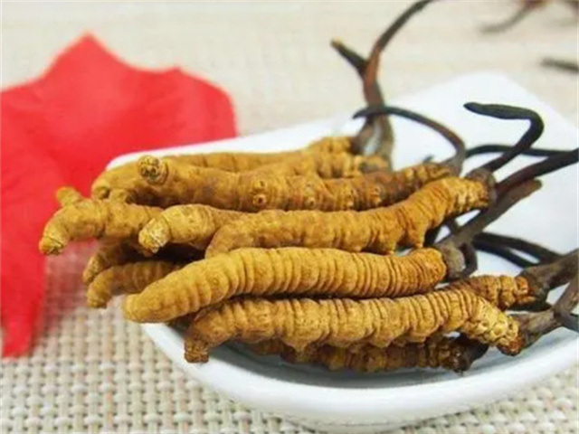 冬蟲夏草怎么食用？冬蟲夏草的4種食用方法