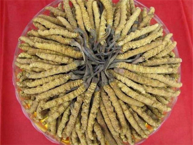 冬蟲(chóng)夏草價(jià)格一克多少錢(qián)？影響冬蟲(chóng)夏草價(jià)格的4個(gè)因素