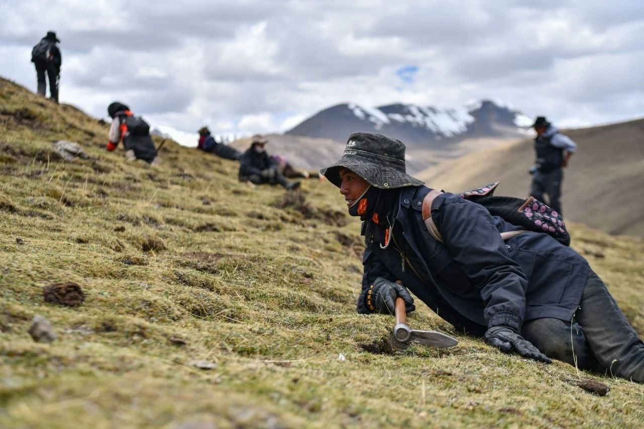 2.99萬公斤！那曲市冬蟲夏草產量創(chuàng)新高