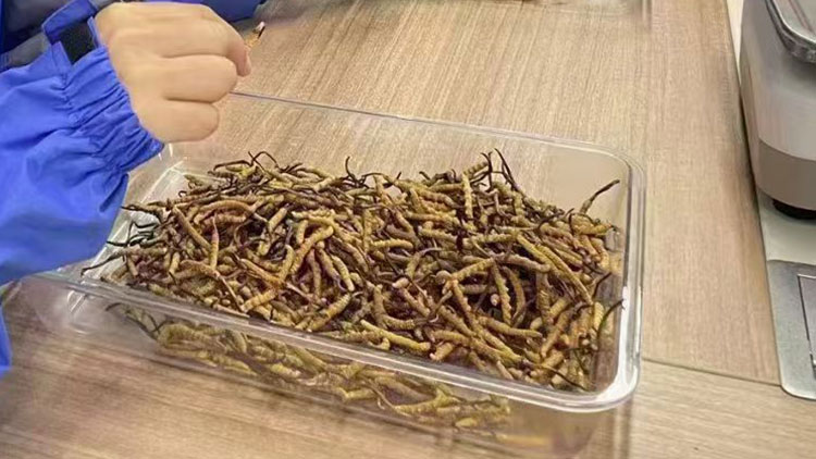 冬蟲(chóng)夏草怎么吃比較好