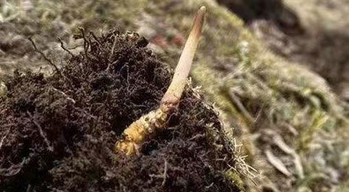 <a href=http://www.ddhuz.com/xinxian/ target=_blank class=infotextkey>鮮冬蟲夏草</a>的多樣食用方法