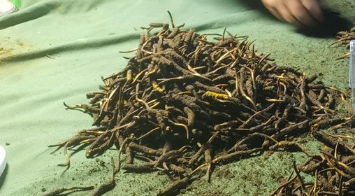 <a href=http://www.ddhuz.com/xinxian/ target=_blank class=infotextkey>鮮冬蟲夏草</a>的正確食用方法指南