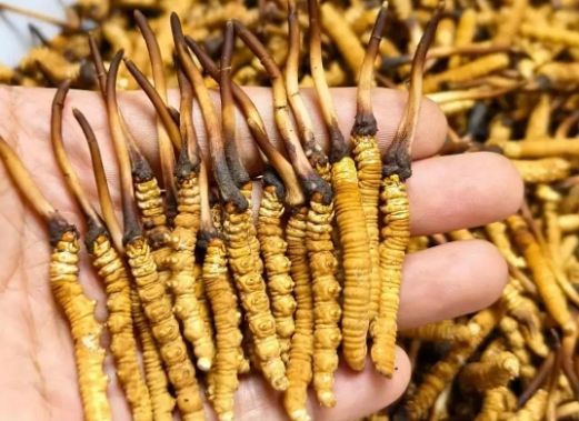 <a href=http://www.ddhuz.com/sdph/zcw/ target=_blank class=infotextkey>珍草王冬蟲夏草</a>是真的嗎?