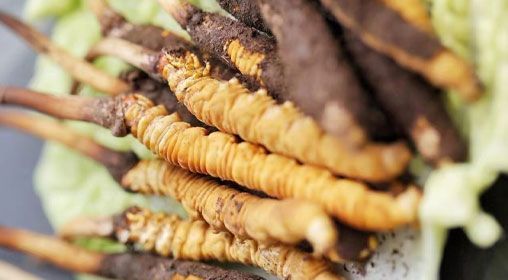 <a href=http://www.ddhuz.com/xinxian/ target=_blank class=infotextkey>鮮冬蟲夏草</a>功效與食用方法詳解