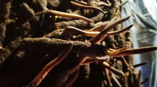 <a href=http://www.ddhuz.com/xinxian/ target=_blank class=infotextkey>新<a href=http://www.ddhuz.com/xinxian/ target=_blank class=infotextkey>鮮冬蟲夏草</a></a>的多種食用方法