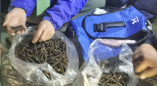 新鮮那曲蟲草多少錢一根？揭秘冬蟲夏草的價(jià)格密碼