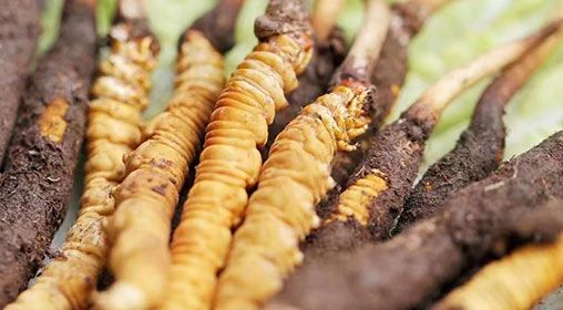 <a href=http://www.ddhuz.com/xinxian/ target=_blank class=infotextkey>新<a href=http://www.ddhuz.com/xinxian/ target=_blank class=infotextkey>鮮冬蟲夏草</a></a>怎么洗 