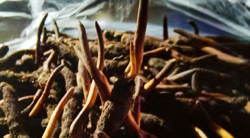 <a href=http://www.ddhuz.com/xinxian/ target=_blank class=infotextkey>新<a href=http://www.ddhuz.com/xinxian/ target=_blank class=infotextkey>鮮冬蟲夏草</a></a>營養(yǎng)有哪些呢