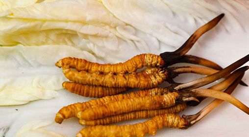 那曲雪域<a href=http://www.ddhuz.com/xinxian/ target=_blank class=infotextkey>新<a href=http://www.ddhuz.com/xinxian/ target=_blank class=infotextkey>鮮冬蟲夏草</a></a>