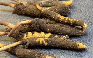 新鮮冬蟲夏草壞了：原因、識別與應(yīng)對策略