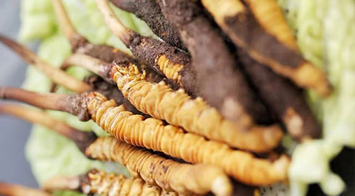 新鮮冬蟲(chóng)夏草可以打粉嗎