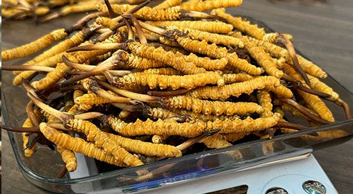 <a href=http://www.ddhuz.com/s/brxcc target=_blank class=infotextkey>比如縣冬蟲夏草</a>新鮮度