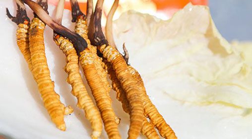 <a href=http://www.ddhuz.com/xinxian/ target=_blank class=infotextkey>新<a href=http://www.ddhuz.com/xinxian/ target=_blank class=infotextkey>鮮冬蟲夏草</a></a>煮飯:滋養(yǎng)身心的雪域珍饈