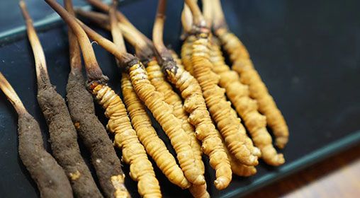 魚翅與<a href=http://www.ddhuz.com/xinxian/ target=_blank class=infotextkey>新<a href=http://www.ddhuz.com/xinxian/ target=_blank class=infotextkey>鮮冬蟲夏草</a></a>