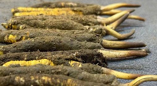 那曲<a href=http://www.ddhuz.com/xinxian/ target=_blank class=infotextkey>新<a href=http://www.ddhuz.com/xinxian/ target=_blank class=infotextkey>鮮冬蟲夏草</a></a>采摘