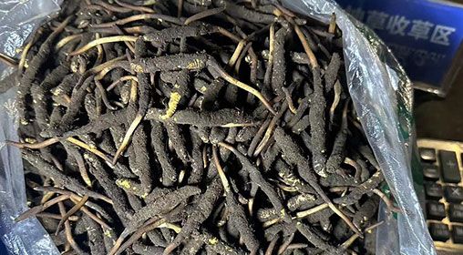 <a href=http://www.ddhuz.com/xinxian/ target=_blank class=infotextkey>新<a href=http://www.ddhuz.com/xinxian/ target=_blank class=infotextkey>鮮冬蟲夏草</a></a>出售