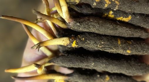 <a href=http://www.ddhuz.com/xinxian/ target=_blank class=infotextkey>新<a href=http://www.ddhuz.com/xinxian/ target=_blank class=infotextkey>鮮冬蟲夏草</a></a>晾曬