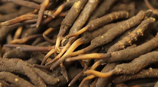 <a href=http://www.ddhuz.com/xinxian/ target=_blank class=infotextkey>新<a href=http://www.ddhuz.com/xinxian/ target=_blank class=infotextkey>鮮冬蟲夏草</a></a>品質(zhì)