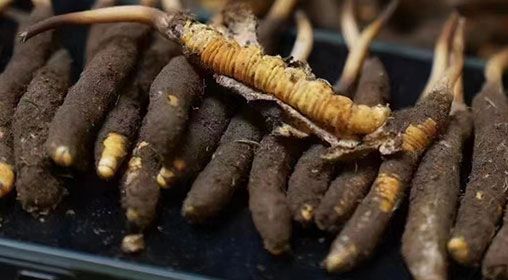 <a href=http://www.ddhuz.com/xinxian/ target=_blank class=infotextkey>新<a href=http://www.ddhuz.com/xinxian/ target=_blank class=infotextkey>鮮冬蟲(chóng)夏草</a></a>發(fā)貨