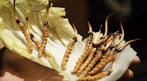 冷藏<a href=http://www.ddhuz.com/xinxian/ target=_blank class=infotextkey>新<a href=http://www.ddhuz.com/xinxian/ target=_blank class=infotextkey>鮮冬蟲夏草</a></a>   