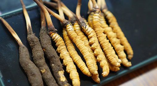 <a href=http://www.ddhuz.com/xinxian/ target=_blank class=infotextkey>新<a href=http://www.ddhuz.com/xinxian/ target=_blank class=infotextkey>鮮冬蟲夏草</a></a>做菜