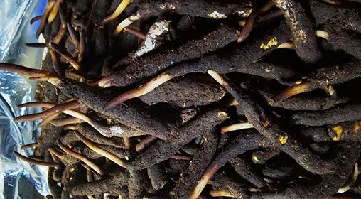 <a href=http://www.ddhuz.com/xinxian/ target=_blank class=infotextkey>新<a href=http://www.ddhuz.com/xinxian/ target=_blank class=infotextkey>鮮冬蟲夏草</a></a>產(chǎn)地