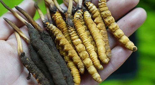 <a href=http://www.ddhuz.com/xinxian/ target=_blank class=infotextkey>新<a href=http://www.ddhuz.com/xinxian/ target=_blank class=infotextkey>鮮冬蟲夏草</a></a>服用