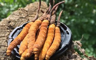 蟲(chóng)草是什么？揭秘“軟黃金”的奧秘