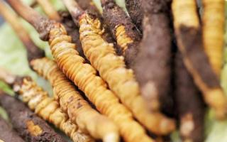 如何鑒別真假蟲草？教你幾招！