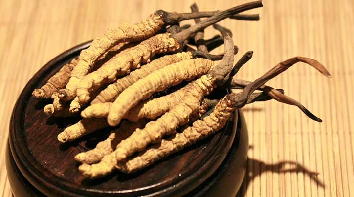 冬蟲夏草的價格一克：為何如此昂貴？