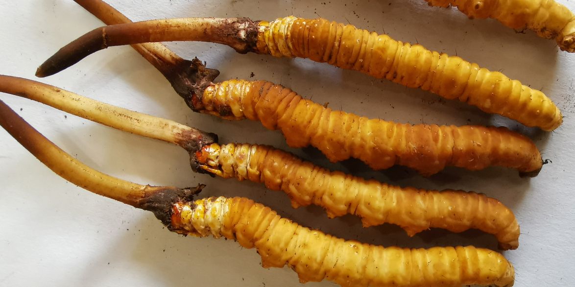 冬蟲夏草泡酒最佳配方：滋補(bǔ)養(yǎng)生，強(qiáng)身健體