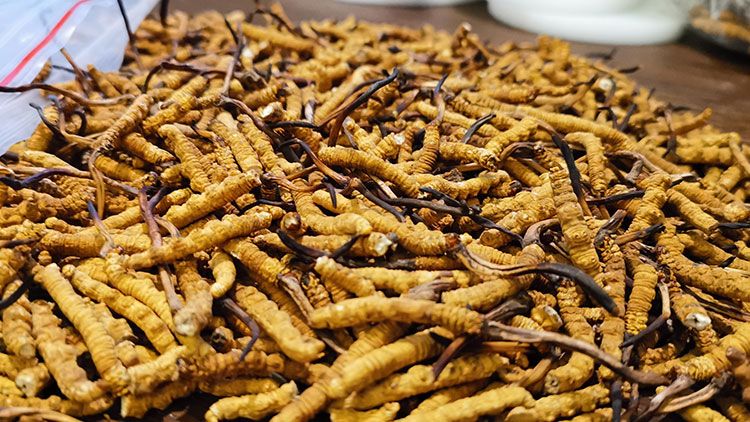 深圳<a href=http://www.ddhuz.com/zhengce/ target=_blank class=infotextkey>冬蟲夏草交易</a>市場(chǎng):南中國蟲草貿(mào)易的黃金樞紐