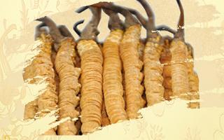 冬蟲夏草御寒效果好嗎？科學(xué)解讀其抗寒機(jī)制