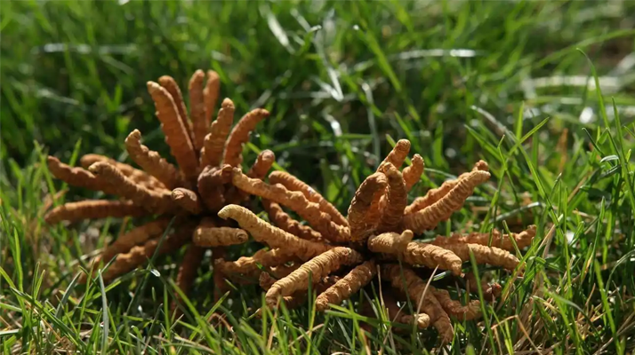 回收<a href=http://www.ddhuz.com/jiage/ target=_blank class=infotextkey>冬蟲(chóng)夏草多少錢(qián)</a>