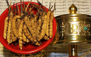 冬蟲夏草泡酒有什么功效