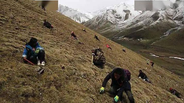 野生冬蟲(chóng)夏草一斤多少錢(qián)？