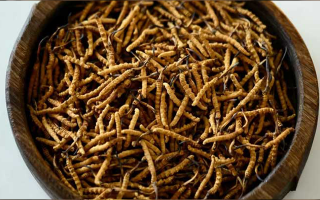 冬蟲夏草真?zhèn)伪鎰e全攻略：五招識(shí)破 “李鬼”