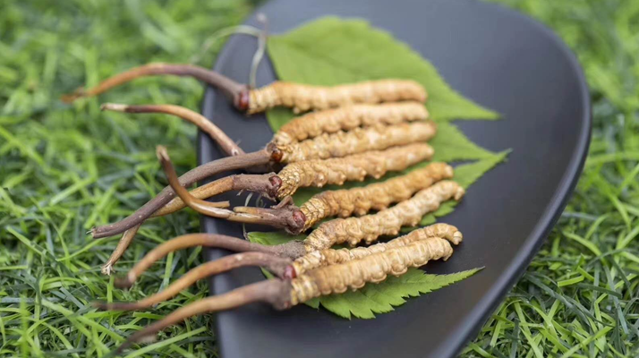 <a href=http://www.ddhuz.com/xinxian/ target=_blank class=infotextkey>鮮冬蟲夏草價(jià)格</a>揭秘：一根究竟值多少錢？