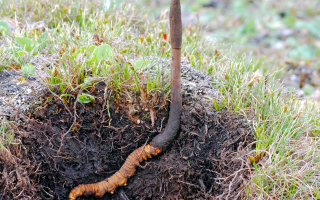 新鮮冬蟲夏草辨別指南：四招識(shí)破真?zhèn)蝺?yōu)劣