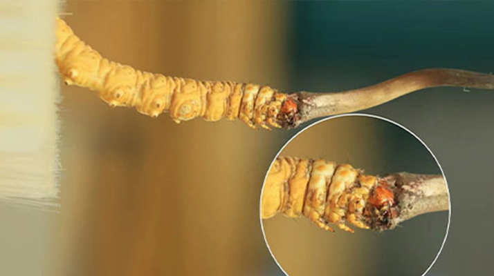 哪里能買到新鮮的冬蟲夏草？這幾個(gè)渠道要知道