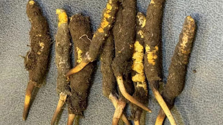 探秘那曲<a href=http://www.ddhuz.com/xinxian/ target=_blank class=infotextkey>鮮冬蟲夏草</a>的神奇功效