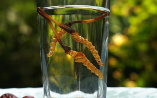 鮮冬蟲夏草怎么泡好吃？這些配方讓滋補更有滋味