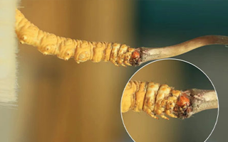 哪里能買到新鮮的冬蟲夏草？這幾個(gè)渠道要知道