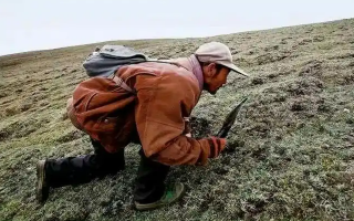 西藏冬蟲夏草最大產地：那曲，自然饋贈的珍寶之地