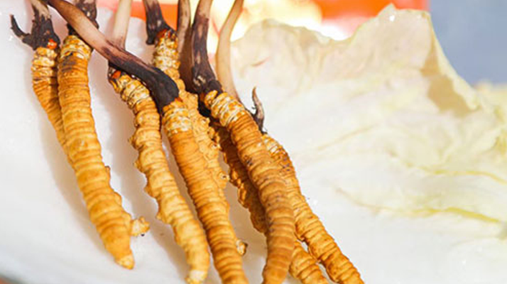 第十一屆冬蟲夏草鮮草節(jié):傳承與發(fā)展的蟲草盛會