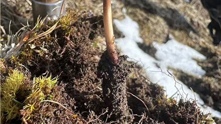 探秘純野生新鮮冬蟲(chóng)夏草:大自然的珍稀饋贈(zèng)