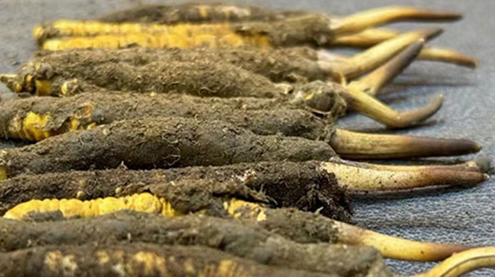 冬蟲夏草與新鮮草：一字之差，天壤之別